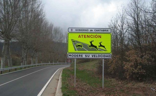 Creación de Carteles de Fauna Salvaje